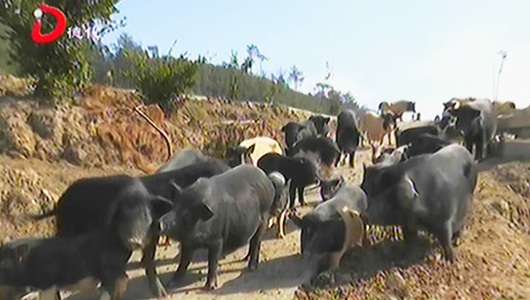桂阳村：油茶林里养草香猪 一举两得 - 憨鼠网