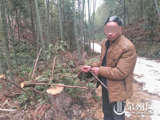 31棵杉树被盗伐 民警揪出嫌疑人 - 憨鼠网