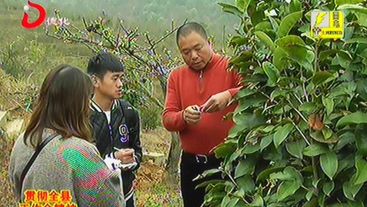 颜长涵：抓住机遇 发展油茶经济 - 憨鼠网