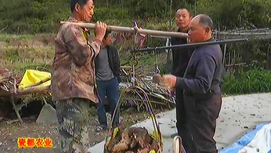 朱紫村“山药王”：一穴挖出100余斤 - 憨鼠网