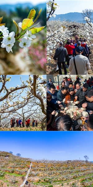 上涌辉阳：千亩梨花盛开如雪 - 憨鼠网