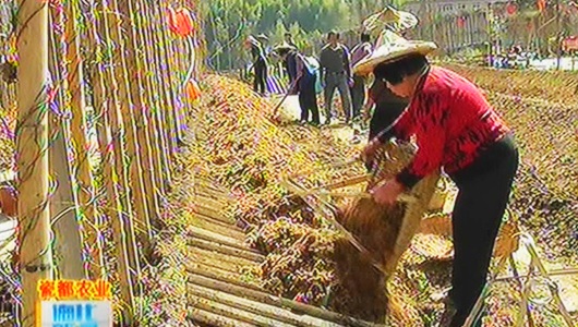 英山：不负春光 淮山竹荪套种忙 - 憨鼠网
