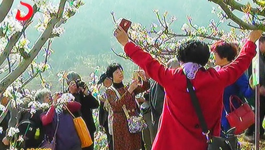 上涌第二届梨花节：漫山梨花美景引客来 - 憨鼠网