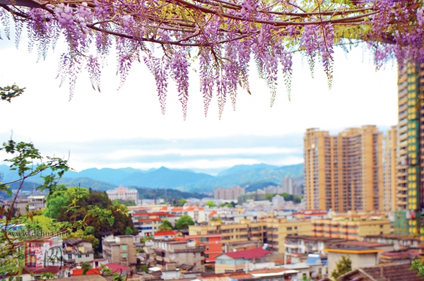 空中“花房”成网红 - 憨鼠网