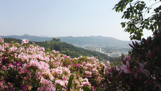 德化：满山遍野杜鹃花开引客来 - 憨鼠网