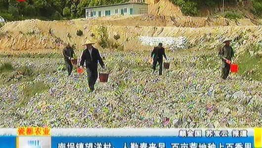 南埕镇望洋村：人勤春来早 百亩荒地种上百香果 - 憨鼠网