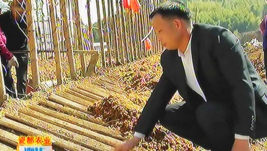 李金贵：深耕“寸金薯” 带动村民致富 - 憨鼠网