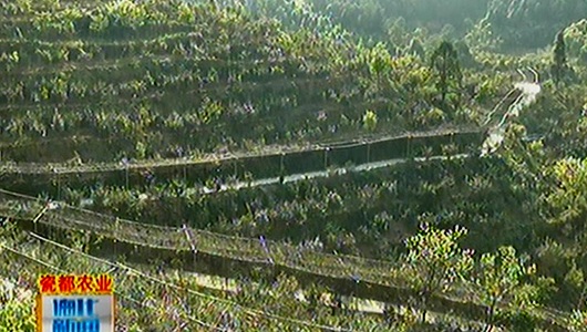 儒园种养殖专业合作社：打造现代农业采摘观光园 - 憨鼠网