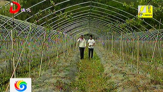 王金坤：创新思路 发展特色观光农业 - 憨鼠网