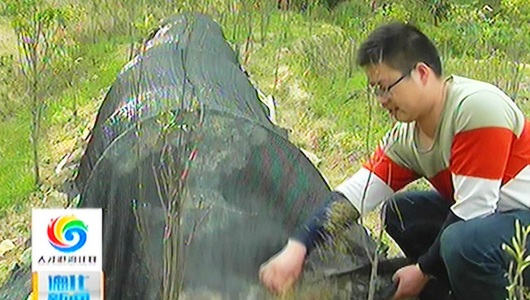 寇森林：带动村民种植 做大黄花远志品牌 - 憨鼠网