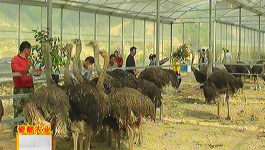 道畋农业：百余只鸵鸟进农场 - 憨鼠网