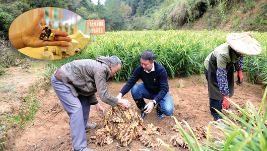 乡村振兴行动 德化农民坐“姜山” - 憨鼠网