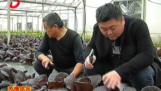 冯尚新：山东青年结缘瓷都 乡下种菜 - 憨鼠网