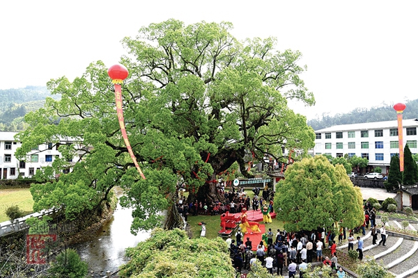 美湖樟树王入选“中国最美古树” - 憨鼠网