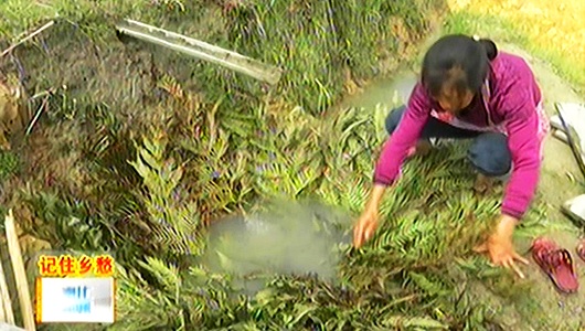 上涌镇：传统繁育鲤鱼苗 - 憨鼠网
