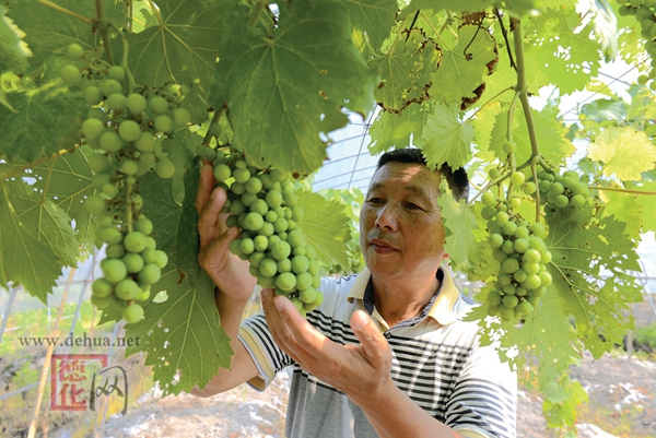 王金坤：“农业+旅游”带领农民致富增收 - 憨鼠网