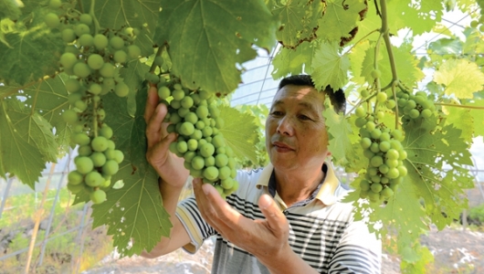王金坤：“农业+旅游”带领农民致富增收 - 憨鼠网