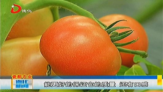 上涌鑫义展：西红柿轮种效果好 - 憨鼠网