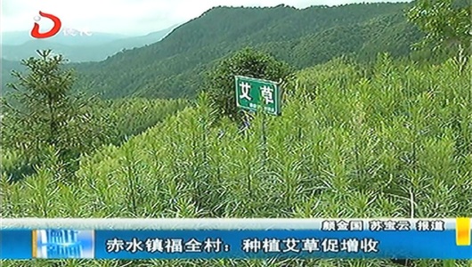 赤水镇福全村：种植艾草促增收 - 憨鼠网