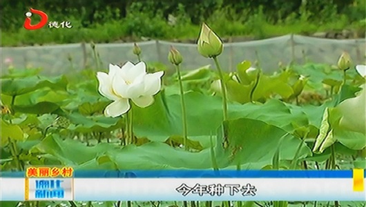 水口镇村场村：荷花绽放 美丽乡村再添一景 - 憨鼠网