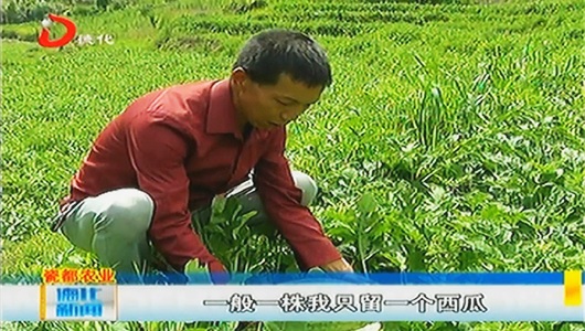 龙门滩镇家庭农场：西瓜将迎采摘季 - 憨鼠网