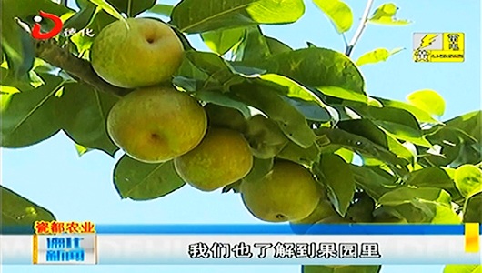美湖镇上漈村：梨子丰收季 果农乐采摘 - 憨鼠网
