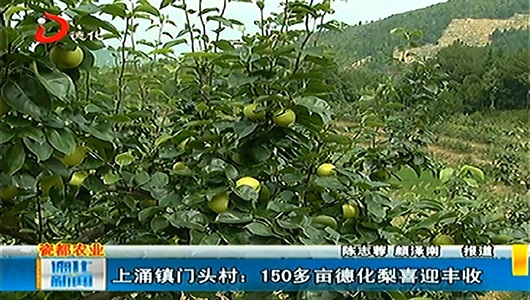 上涌镇门头村：150多亩德化梨喜迎丰收 - 憨鼠网