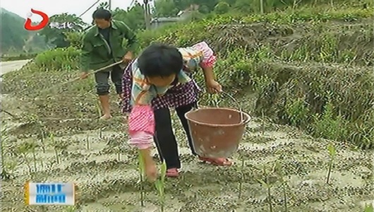 大铭乡：引导计生户种植生姜促增收 - 憨鼠网