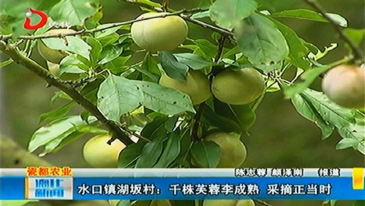 水口镇湖坂村：千株芙蓉李成熟 采摘正当时 - 憨鼠网