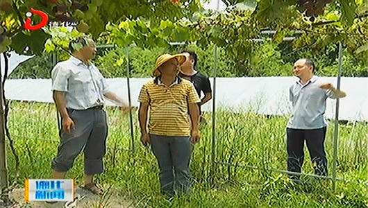 与“玛莉亚”赛跑 抢收成熟果实 - 憨鼠网
