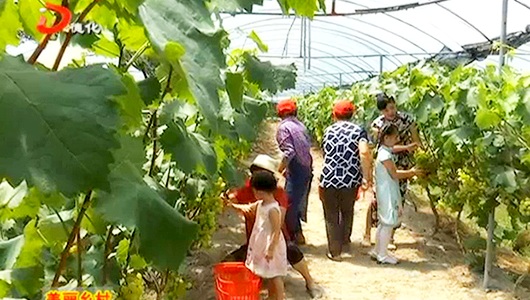 国宝祥云村：葡萄成熟时 游客采摘乐 - 憨鼠网
