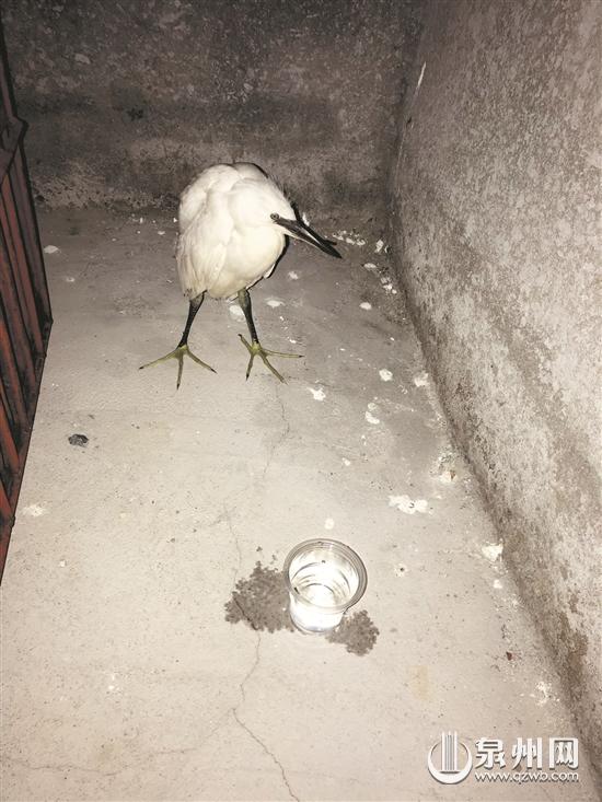 小白鹭误闯粮油店 幸得警民联手救助 - 憨鼠网