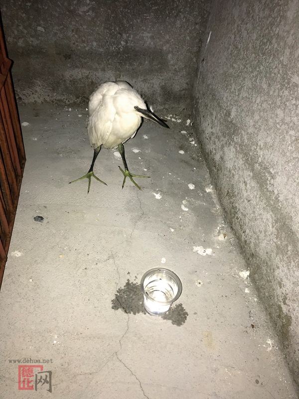 小白鹭误闯粮油店 幸得警民联手救助 - 憨鼠网