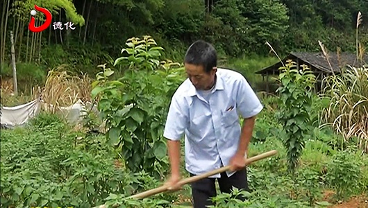 桂阳王春村：村里种上了特色蔬果 - 憨鼠网