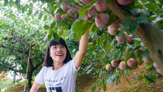 高阳村：芙蓉李大丰收 迎来采摘季 - 憨鼠网