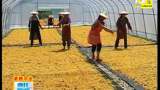春美乡：花开民富 黄花菜又迎丰收季 - 憨鼠网