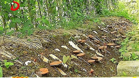 英山村：淮山园里长灵芝 - 憨鼠网