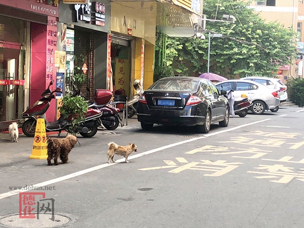 治理城市“狗患” 保障群众安全 - 憨鼠网