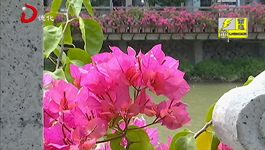 三角梅花开正艳 浐溪系上“红腰带” - 憨鼠网