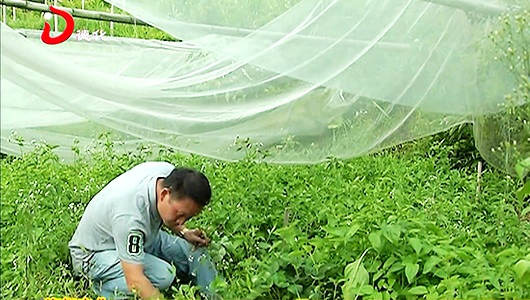 台湾农产品 德化“生根发芽” - 憨鼠网