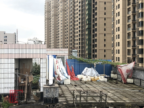 城市“屋顶种菜” - 憨鼠网