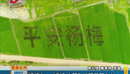 杨梅乡：“彩色水稻”扮靓美丽乡村 - 憨鼠网