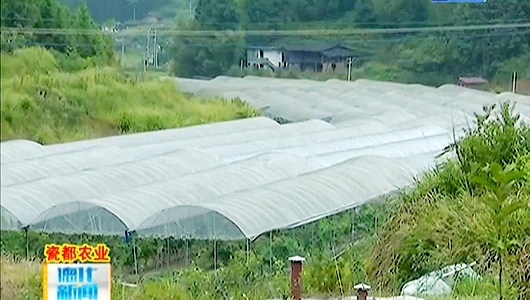 立农合作社：智能化管理 葡萄喜获丰收 - 憨鼠网