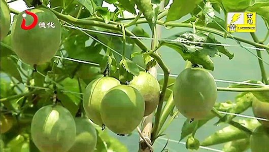 朱紫村：百香果飘香 采摘乐引人来 - 憨鼠网
