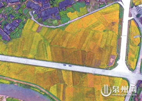 上涌镇：稻黄撩人醉 处处丰收景 - 憨鼠网