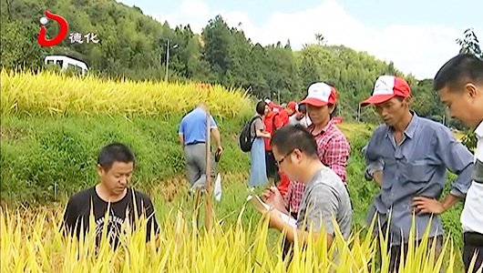 市农科所深入德化田间地头 开展水稻测产工作 - 憨鼠网