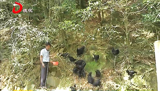 陈玉馨：十多年辛勤耕耘 荒山变聚宝盆 - 憨鼠网
