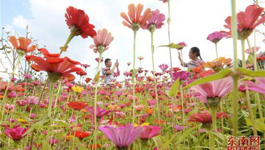 德化桂阳乡：畅游花海 - 憨鼠网