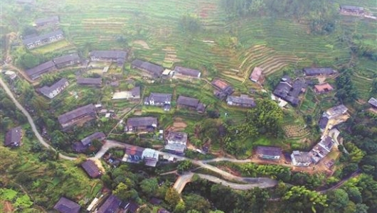 昔洪水过处 油茶又飘香 - 憨鼠网