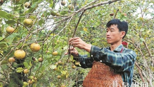 满山油茶满树金 - 憨鼠网